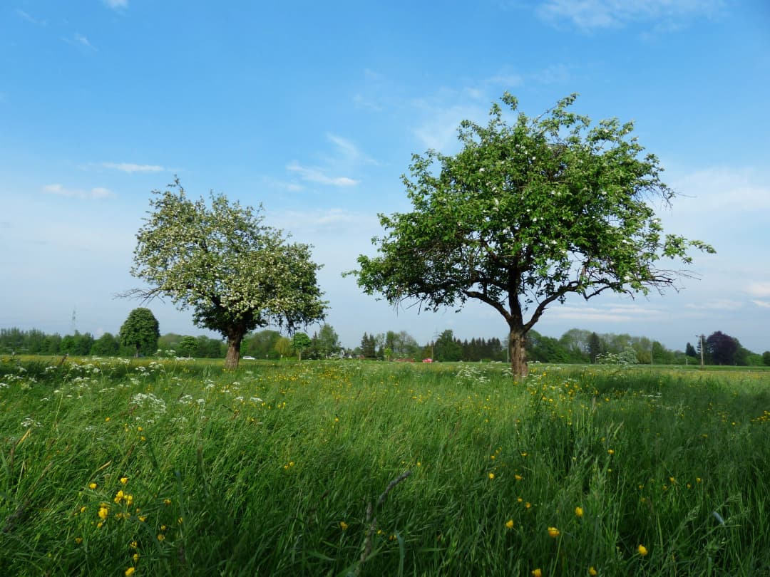 Verger traditionnel