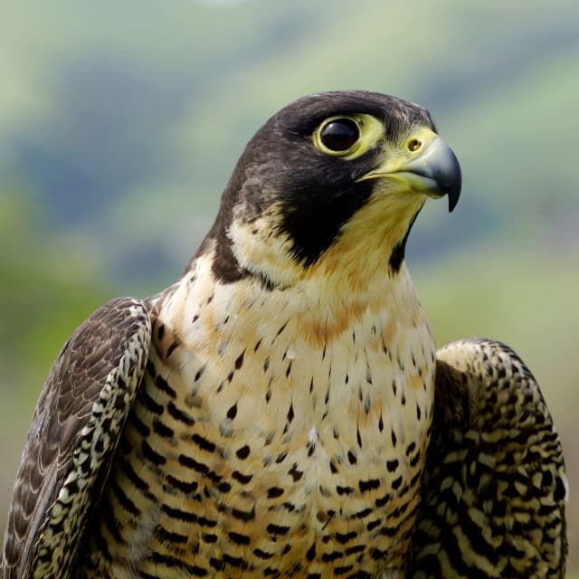 Faucon pèlerin